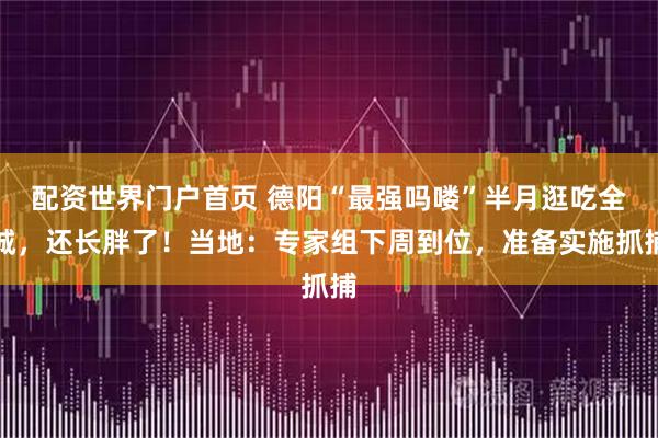 配资世界门户首页 德阳“最强吗喽”半月逛吃全城，还长胖了！当地：专家组下周到位，准备实施抓捕